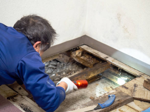 Best Emergency Mold Remediation in Cuyahoga Falls, OH