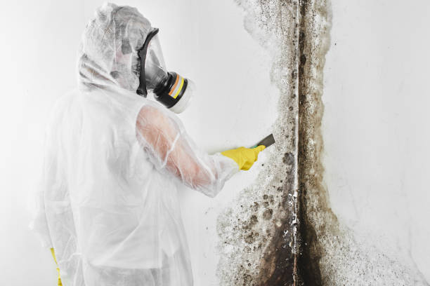 Best Kitchen Mold Remediation in Cuyahoga Falls, OH
