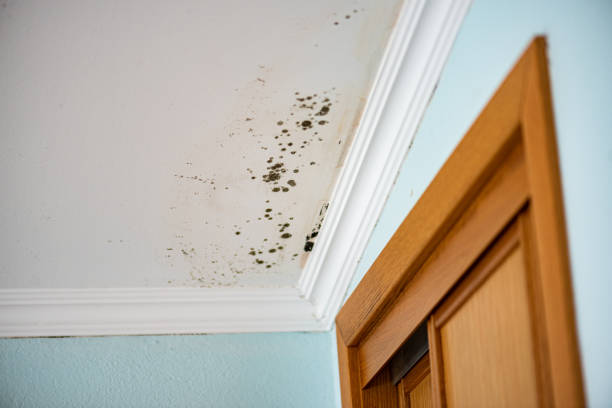 Best Industrial Mold Remediation in Cuyahoga Falls, OH