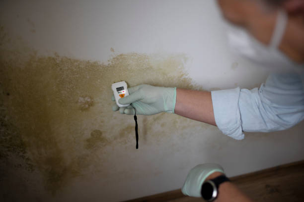 Best DIY Mold Remediation Support Services in Cuyahoga Falls, OH