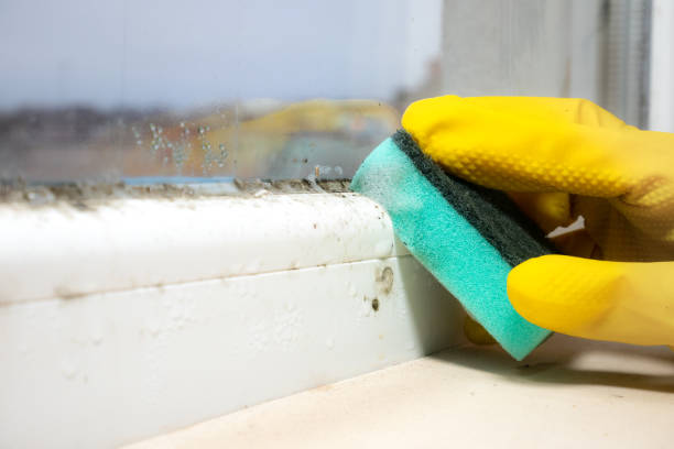 Best Mold Testing and Inspection Services in Cuyahoga Falls, OH